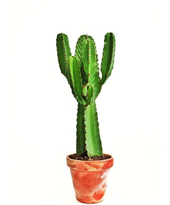 Euphorbia İngens Kaktüs XXL